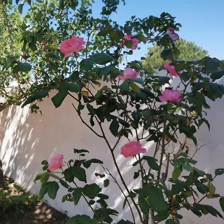 Vacanze Perla Del Salento - - Salento - Puglia - Italy